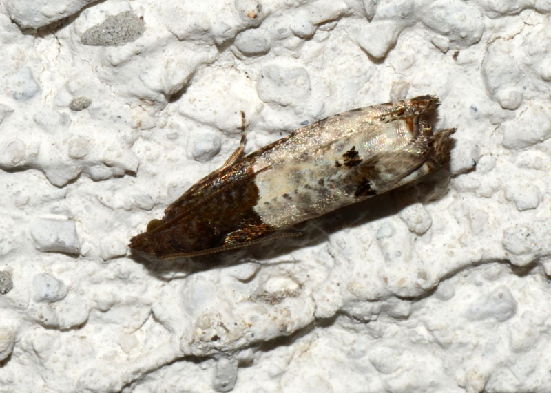 Altro eterocero da det. Notocelia roborana - Tortricidae